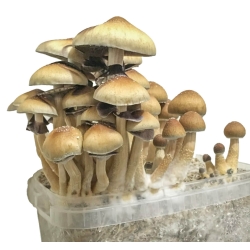Hochwertiges kolumbianisches Magic Mushroom Grow Kit - Psilocybe Cubensis | Next Level Smartshop Webshop