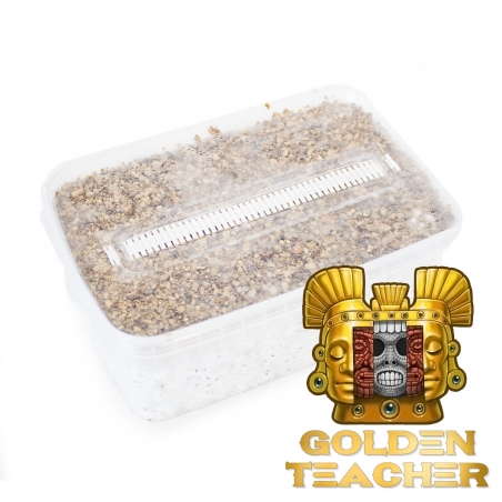 Cubensis Golden Teacher - Magic Mushroom Grow kit - Magic Mushroom Grow Kits - Next Level