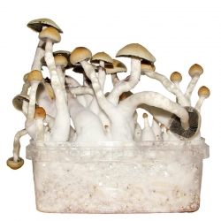 Cubensis Thai - Magic Mushroom Grow kit