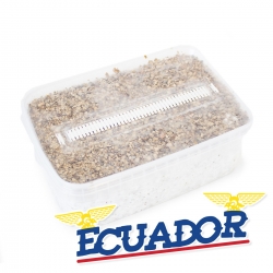Paddo Growkits Cubensis Ecuador - Magic Mushroom Grow kit 27,95 Next Level Smartshop Webshop