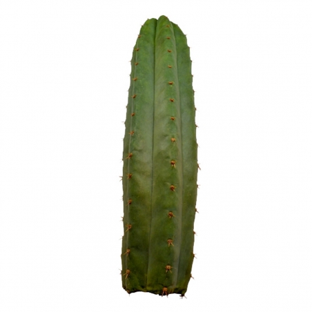 Meskalin Kakteen San Pedro (Echinopsis Pachanoi) - ab 25 cm 23,50 Next Level Smartshop Webshop