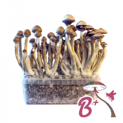 Cubensis B+ - Magic Mushroom Grow kit
