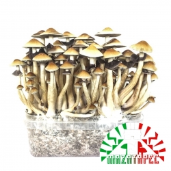 Cubensis Mazatapec - Magic Mushroom Grow kit