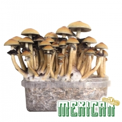 Cubensis Mexican - Magic Mushroom Grow kit