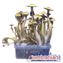 Cubensis Cambodian - Magic Mushroom Grow kit