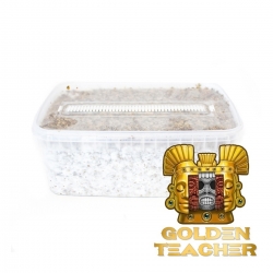 Cubensis Goldener Lehrer - Magic Mushroom Grow kit