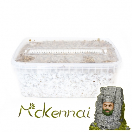 Cubensis McKennaii - Magic Mushroom Grow kit - Magic Mushroom Grow Kits - Next Level