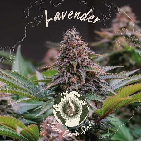 Lavendel Feminisiert - Inner Earth Seeds - Nächste Stufe