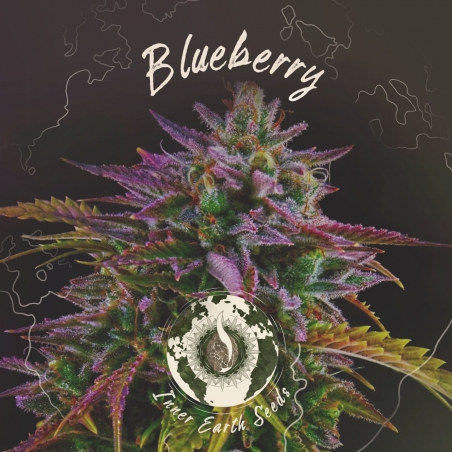 Blueberry Feminisiert - Inner Earth Seeds - Nächste Stufe