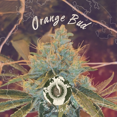 Orange Bud Auto Feminisiert - Inner Earth Seeds - Nächste Stufe