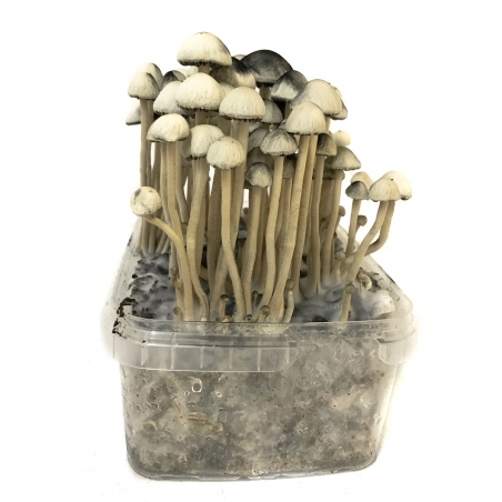 Copelandia Hawaiian Mushroom Grow kit - Magic Mushroom Grow Kits - Next Level