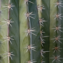 Cacti Cuttings