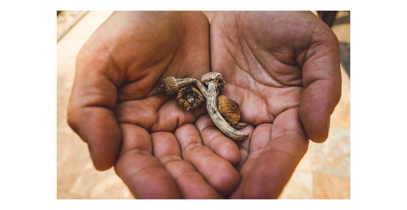 getrocknete Magic Mushrooms in den Händen