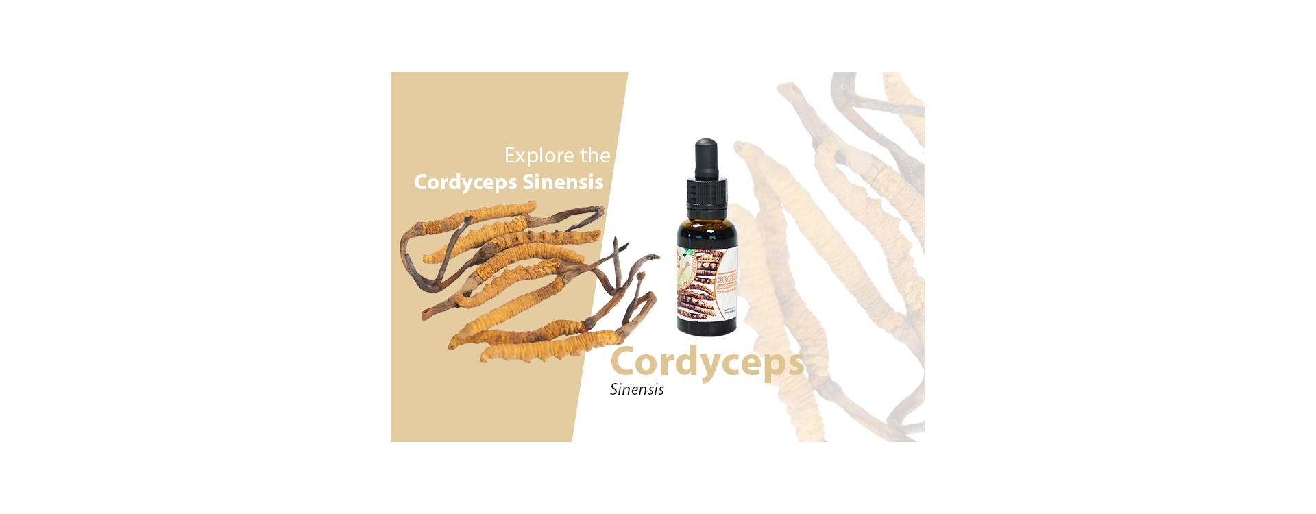 Cordyceps Pilz - Entdecken Sie die gesundheitlichen Vorteile und kaufen Sie Cordyceps online