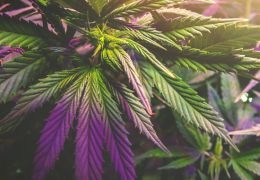 Wie man Cannabis-Samen für Anfänger anbaut