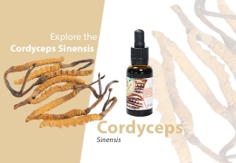 Cordyceps Pilz - Entdecken Sie die gesundheitlichen Vorteile und kaufen Sie Cordyceps online