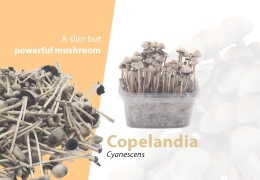 Der stärkste psychedelische Pilz - Copelandia Cyanescens
