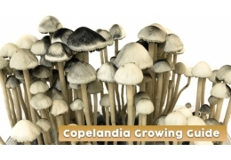 Copelandia Grow Kit Anleitung