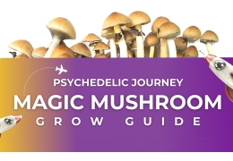 Magic Mushroom Grow Kit Anleitung - In 9 einfachen Schritten