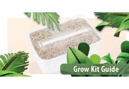 Magic Mushroom Grow Kit Anleitung - In 9 einfachen Schritten