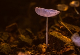 Wie man sich in 5 einfachen Schritten auf einen sicheren Magic Mushroom Trip vorbereitet
