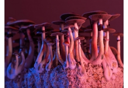 Können psychedelische Pilze Depressionen behandeln? Die Forschung sagt Ja.
