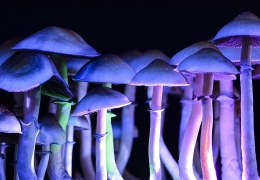 Magic Mushrooms: Getrocknet oder frisch - was ist besser?