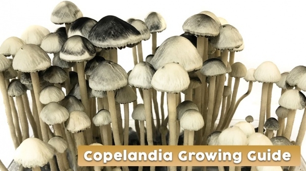 Copelandia Grow Kit Anleitung